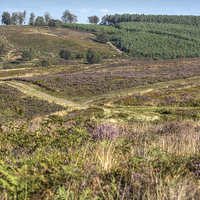 Buy canvas prints of  Cannock Chase by Diane Griffiths