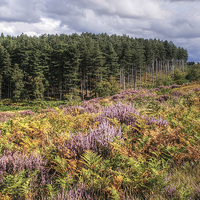 Buy canvas prints of   Cannock Chase by Diane Griffiths