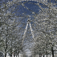 Buy canvas prints of  The London Eye in blossom,  London by Diane Griffiths