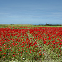 Buy canvas prints of Poppies on West Pentire by Diane Griffiths