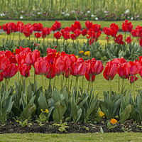 Buy canvas prints of Tulips at Trenance Gardens Newquay by Diane Griffiths