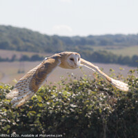 Buy canvas prints of Barn Owl Flying by Diane Griffiths