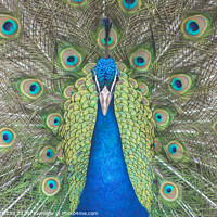 Buy canvas prints of Peacock by Diane Griffiths
