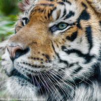 Buy canvas prints of Tiger Portrait by Diane Griffiths