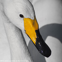 Buy canvas prints of Whooper Swan close up by Diane Griffiths