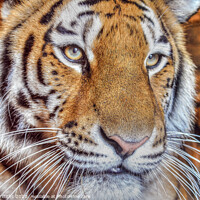 Buy canvas prints of Tiger Portrait by Diane Griffiths