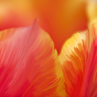 Buy canvas prints of Tulip on fire by Helen Gray