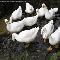Buy canvas prints of A small flock of domestic farmyard white geese standing in a shallow stream by Peter Jordan