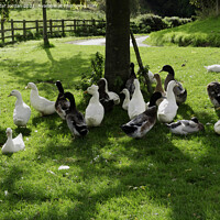 Buy canvas prints of A flock of domestic farmyard ducks resting on grass under a tree  by Peter Jordan