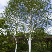 Buy canvas prints of Three White bark Birch trees Betula utilis jacquemontii, in North Yorkshire in spring by Peter Jordan