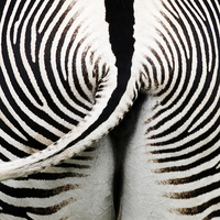 Buy canvas prints of Grevys Zebra Rear by Peter Jordan