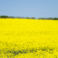 Buy canvas prints of Yellow and Blue Spring by Peter Jordan