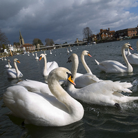 Buy canvas prints of Swans on the Thames by Peter Jordan