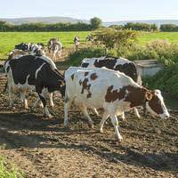 Buy canvas prints of  Cows coming home by Peter Jordan