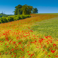 Buy canvas prints of  Red Poppies in a corn field by Peter Jordan