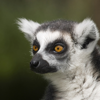 Buy canvas prints of  Bright Eyed Ring Tailed Lemur by Peter Jordan