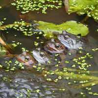 Buy canvas prints of  Two Frog Couples Springtime by Peter Jordan
