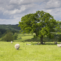 Buy canvas prints of  Sheep Grazing Yorkshire by Peter Jordan