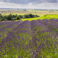 Buy canvas prints of  Yorkshire Lavender by Peter Jordan