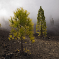 Buy canvas prints of  Canary Island Pine in the mist by Peter Jordan