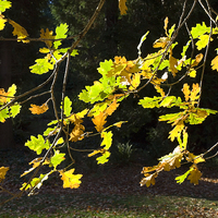 Buy canvas prints of  Oak leaves autumn fall by Peter Jordan