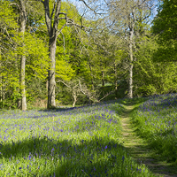Buy canvas prints of  Bluebell Woods Spring by Peter Jordan