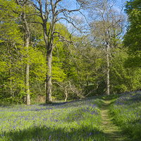 Buy canvas prints of  Bluebell Woods Spring 2 by Peter Jordan