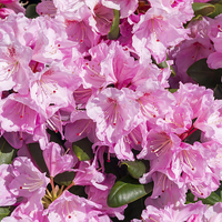 Buy canvas prints of  Pink Rhododendron Scintillation by Peter Jordan