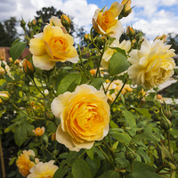 Buy canvas prints of  Shrub Rose GRACE fragrant garden flower by Peter Jordan