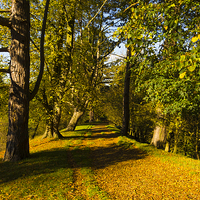 Buy canvas prints of  Autumn footpath English Country Park by Peter Jordan