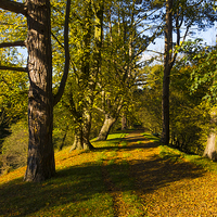 Buy canvas prints of  Autumn footpath English Country Park by Peter Jordan