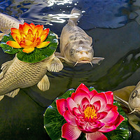 Buy canvas prints of Koi Carp with floating Artificial Water Lillies by Peter Jordan