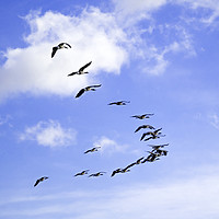 Buy canvas prints of A skein of Canada Geese  flying over the RSPB  Sal by Peter Jordan