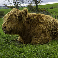 Buy canvas prints of A young brown Highland calf resting contentedly in by Peter Jordan