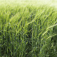 Buy canvas prints of  Wheat ripening in a field in early summer in Engl by Peter Jordan