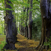 Buy canvas prints of The Monk's Walk in the gardens of Guisborough Prio by Peter Jordan