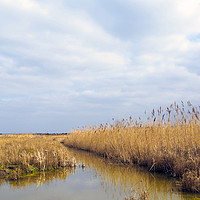 Buy canvas prints of A cleared area of reeds in a wetland Nature Reserv by Peter Jordan