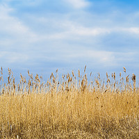 Buy canvas prints of A Reed Bed in a wetland  Nature Reserve  in Yorksh by Peter Jordan