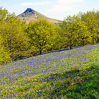 Buy canvas prints of Bluebells in the Spring with Roseberry Topping Nor by Peter Jordan