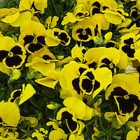 Buy canvas prints of Yellow Pansy plants with a blotch in a garden cent by Peter Jordan