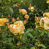 Buy canvas prints of Shrub Rose  LADY OF SHALLOT garden flower by Peter Jordan