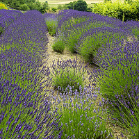 Buy canvas prints of  Lavender plants variety Lavandin Grosso as grown  by Peter Jordan