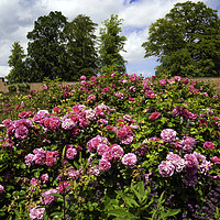 Buy canvas prints of A large bush of Rose species Sir John Betjeman in  by Peter Jordan