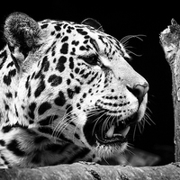 Buy canvas prints of Jaguar by Andy Barker