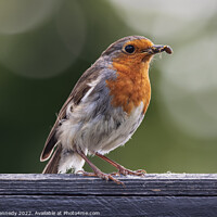 Buy canvas prints of Robin catching lunch by daniel kennedy