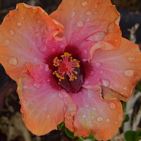 Buy canvas prints of raindropped hibiscus by Pete Schulte