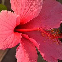 Buy canvas prints of a pink hibiscus in bloom by Pete Schulte