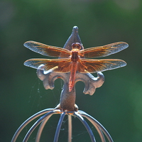 Buy canvas prints of dragonfly sunning its wings by Pete Schulte