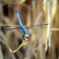 Buy canvas prints of dragonfly hanging out by Pete Schulte