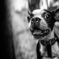 Buy canvas prints of Black And White dog by David Hitchens